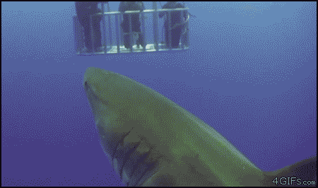 Mr. Shark sees you huddled there in your puny little cage
