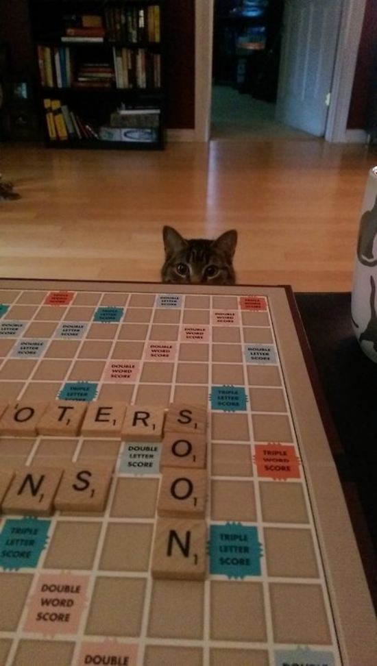 Kitteh's subtle hint to make sure your life insurance premiums are paid up.